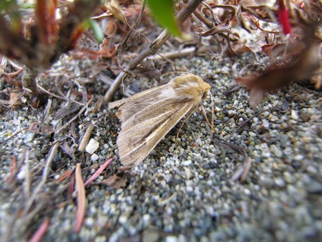 The sand verbena moth ... two conservation organizations have petitioned the federal government to list the moth as an endangered species.