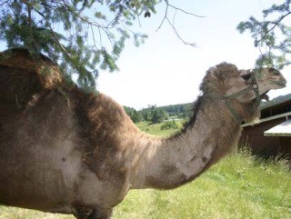 Mona the camel ... San Juan Vineyards has named a wine in her honor