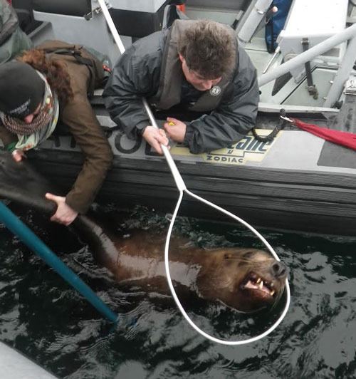 Just the right dose of sedatives proves key in helping free a Stellar sea lion entangled by a piece of plastic packing strap during a rescue effort in British Columbia’s Fanny Bay.