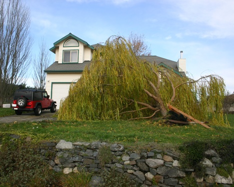 Assistant Fire Chief Frank Chaffee estimates the tree in his front yard toppled over sometime after 11 p.m. last night