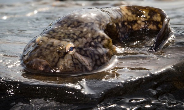 Northern clingfish are known for their incredible suction ability.