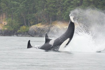 One of four orcas missing and presumed dead