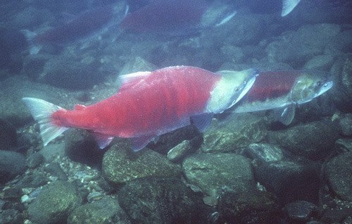 The Washington Salmon Recovery Funding Board has awarded San Juan County with a grant of $405