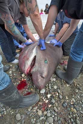Scientists and students from Friday Harbor Labs examine a sixgill shark that washed up the beach at Argyle Lagoon June 26.