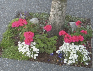 Flowers planted in tree wells help beautify downtown Friday Harbor. You can help by adopting a tree.