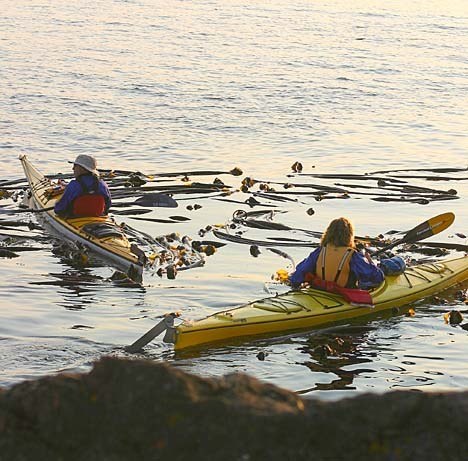 Two kayakers rest in a kelp bed off Lime Kiln Point
