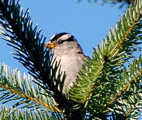 The free intro to birding workshop will be held at the Library