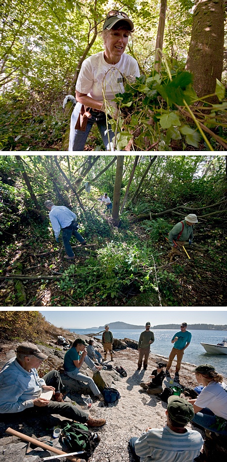 Top photo: Diana Stepita of the San Juan Preservation Trust removes ivy and other non-native plants from around trees on Jack Island