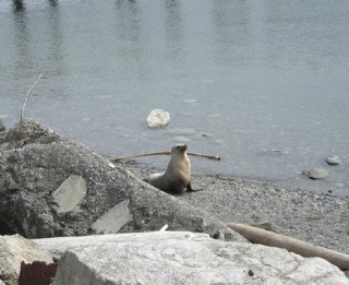 This female California sea lion has pursued boats and chased a family and their dog off Jackson's Beach