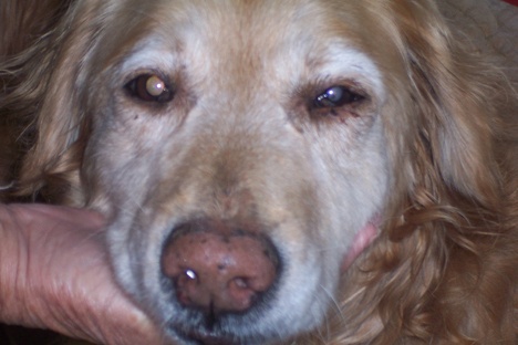 Romeo ... injured golden retriever was rescued by firefighters after a tumble down a steep embankment.