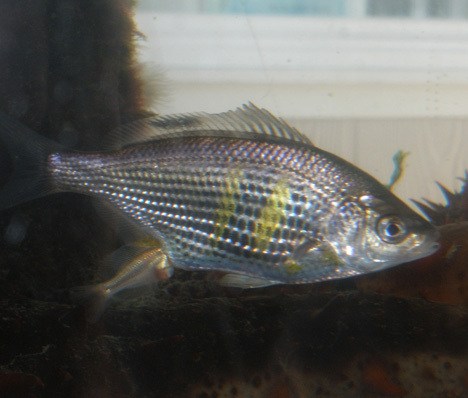 Live birth is taking place in the Spring Street Aquarium. Live-bearing surf perch are producing babies. Bob Freeauf