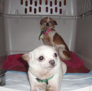 A miniature chihuahua takes cautious leave of a carrier Monday at the Friday Harbor animal shelter. Several dogs rescued from overcrowded kennels in the Skagit Valley are recovering in Friday Harbor.