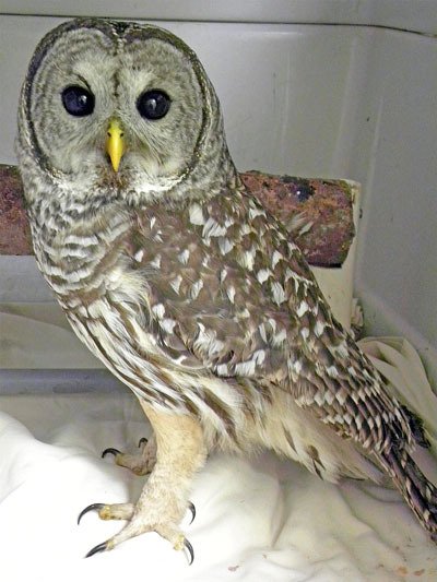 The odds of being hit by an auto increase at this time of year for creatures of the night