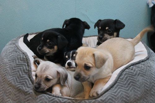 These Chihuahua-mix puppies were born in November and will be ready to go to their new forever homes Feb. 7