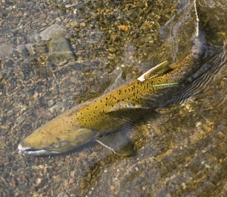 A chinook navigates its way up the Skokomish River. The Puget Sound Partnership is developing an action plan to clean Puget Sound by 2020