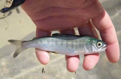 A juvenile chinook salmon rests in the hand of a researcher