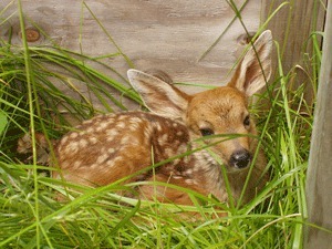 Black-tailed Deer fawns