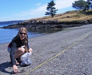 A volunteer scours a local beach as part of Friends of the San Juans forage fish spawning survey.