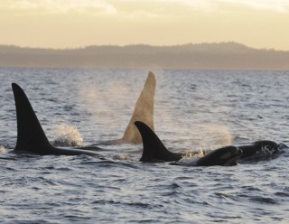 Researchers have confirmed the birth of another J pod orca