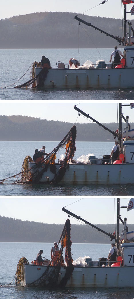 Crew members of the F/V Bet-Sea recover a gill net snagged on a reef 27 feet below the water