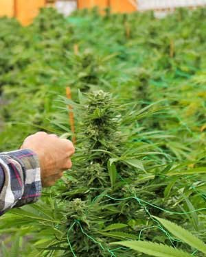 The cultivation of marijuana and a would-be moratorium on its production in San Juan County will be in the spotlight in a forum hosted by San Juan Grange No. 966