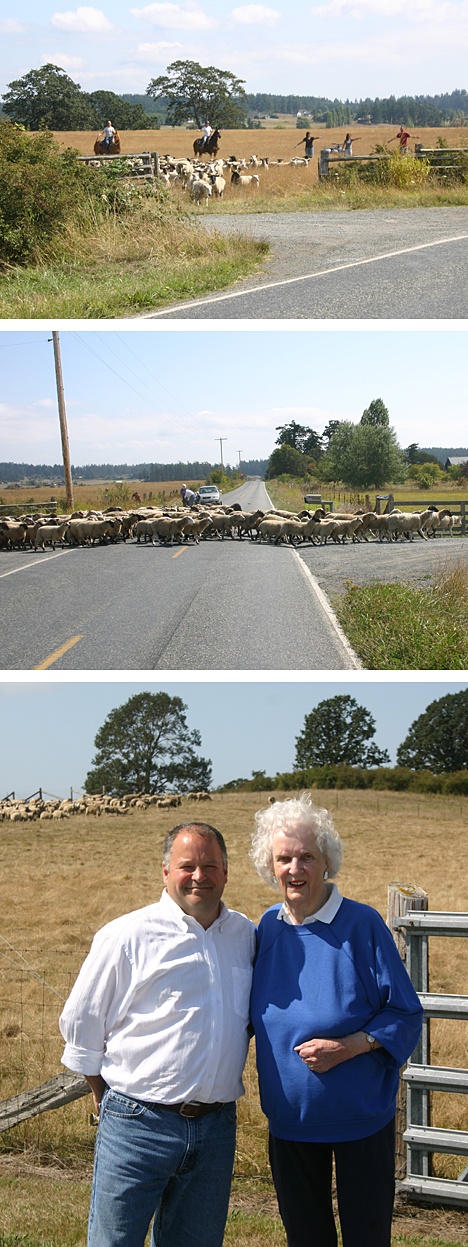 Top and middle photos: Sheep are moved from Lynette Guard's farm to Rex and Lisa Guard's fields across the street. Bottom photo: Bill Shaw