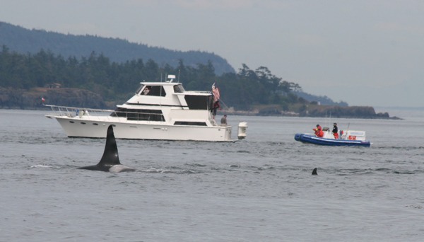 Soundwatch Boater Education Program goes out on the water to educate recreational boaters about federal regulations as well as safety guidelines when in the presence of orcas and marine wildlife.