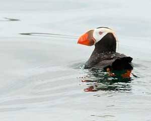 A tufted puffin at sea.