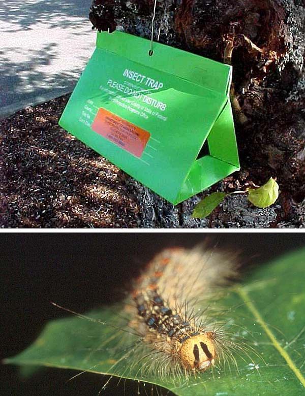 The Washington State Department of Agriculture's annual gypsy moth summer trapping program is under way. More than 22