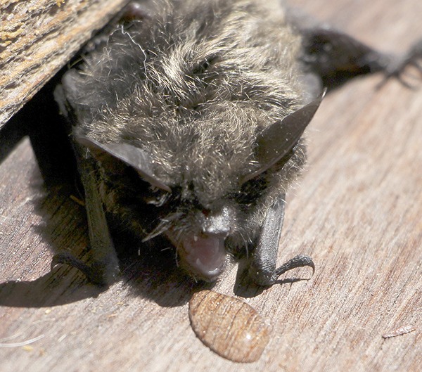 A baby long-eared myotis bat stranded on publisher Colleen Smith Armstrong’s deck last week.