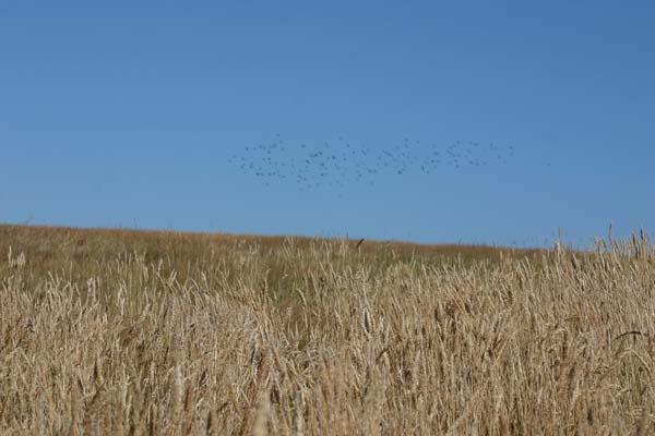 Grass sways in a breeze as a flock of birds takes flight
