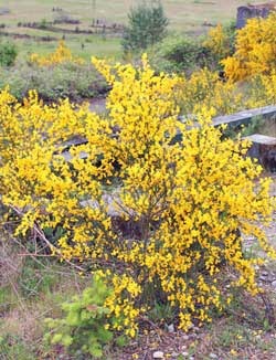 An outburst of bright yellow buds signify Scotch Broom shrubs in full bloom