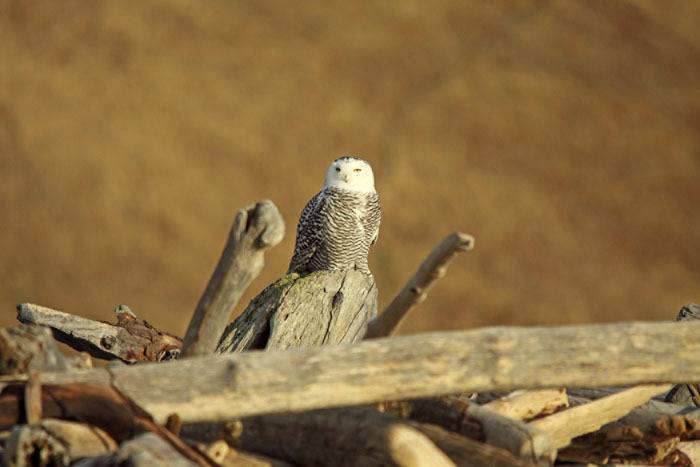 Two snowy owls have been confirmed on the San Juan Islands by local bird experts. And one