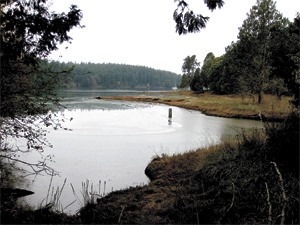 View of Westcott Bay from a wooded area along the shore of National Parks newly acquired property on northwest side of San Juan Island