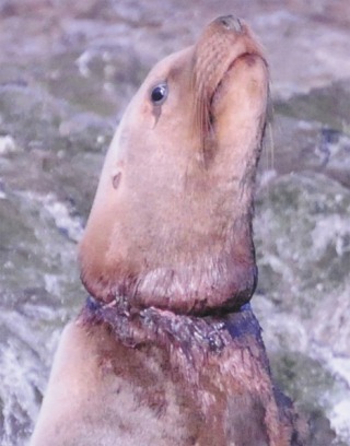 This sea lion was photographed on Whale Rocks last week. Its neck is showing injury