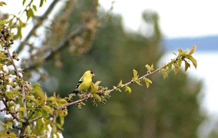 A yellow finch signals the arrival of spring in the San Juans.