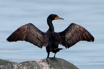 An adult cormorant finds a perch to spreads its wings.