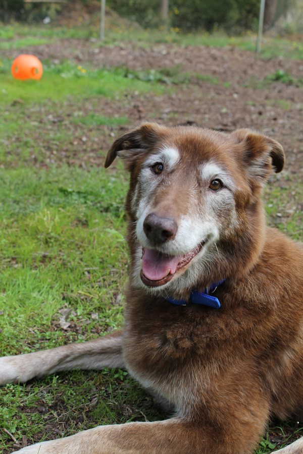 Rhubarb is the pet of the week at the Friday Harbor Animal Protection Society.