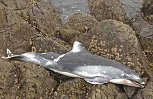 The body of this Pacific white-sided dolphin was found on the rocks Wednesday