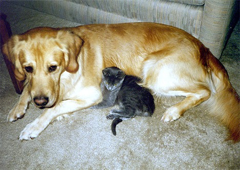 Splash Kitty and one of her canine pals. Splash died Jan. 13 at the age of 25.