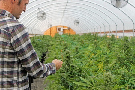 San Juan Sungrown's David Rice inspects the progress of marijuana plants under cultivation in a greenhouse at the San Juan Island production facility in mid-October.