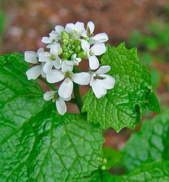 An up close view of flowers of the garlic mustard plant