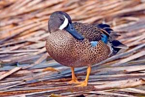 Blue-winged teal were one of the many birds seen in last year’s Bird Count.