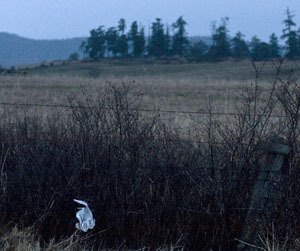 A lone plastic bag hangs on a fence on Douglas Road. Many islanders are pushing to ban plastic bags