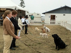 Members of 4H K-9 Kids demonstrate obedience and showmanship skills at the 2013 county fair.