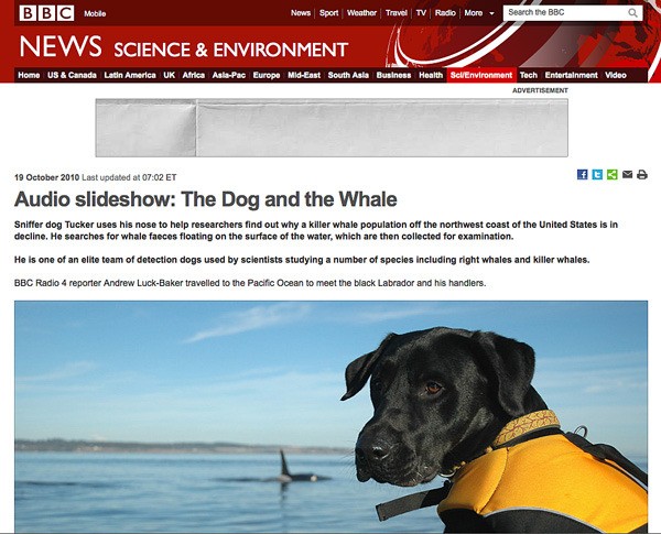 BBC Radio 4 reporter Andrew Luck-Baker spent time with local whale researchers this summer to report on Tucker