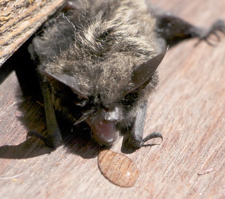 A baby long-eared myotis bat