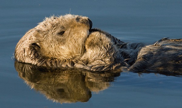 A sea otter contemplating life.