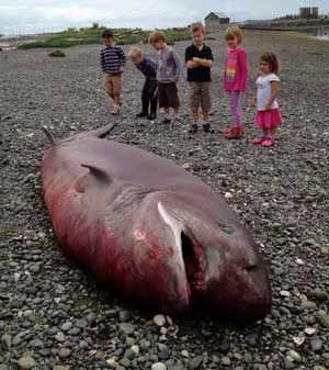 A group of children ponder the sight of a sixgill shark that washed up on the beach of San Juan Island's Argyle Lagoon