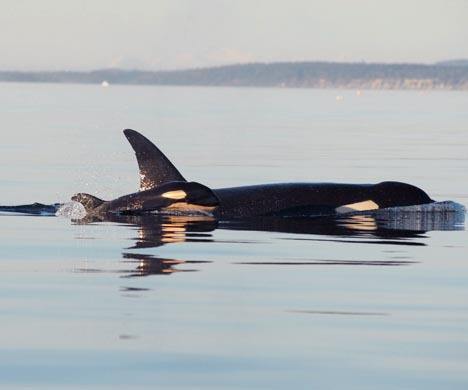 The Southern residents' newest orca calf